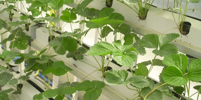 Im Vertical Farming (dem Anbau auf mehreren Ebenen übereinander) nutzt man generell Hors-Sol-Methoden. (Bild Pixabay)