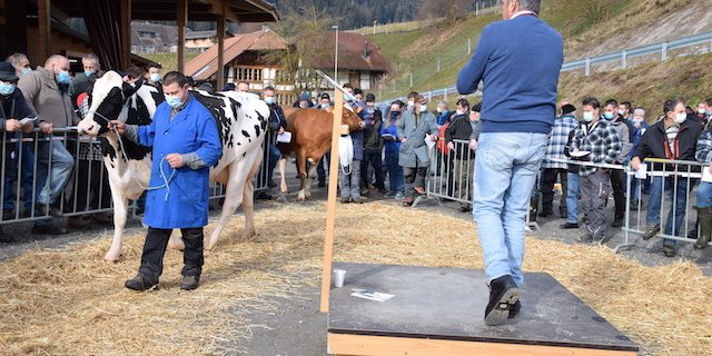 Mit 4600 Franken löste die kapitale und sehr gut aufgeeuterte Oberstähli Doorman Angelique von Peter Hofer, Arni BE, den Tageshöchstpreis. 