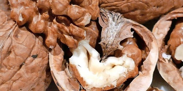 Baumnüsse, auch Walnüsse genannt, werden auch in der Schweiz angebaut. Die Erntezeit dauert ungefähr von September bis Oktober.