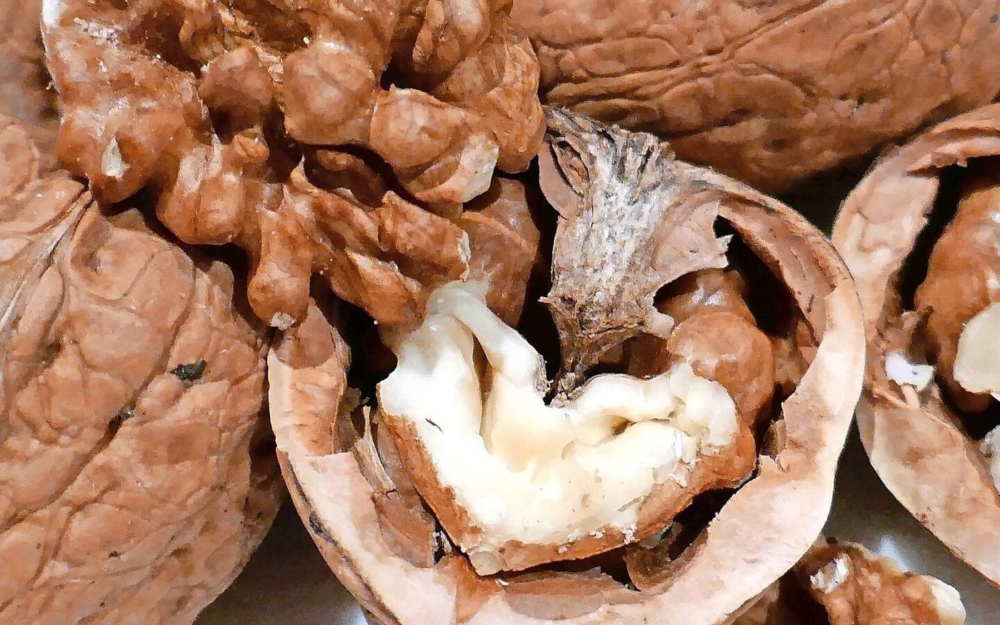 Baumnüsse, auch Walnüsse genannt, werden auch in der Schweiz angebaut. Die Erntezeit dauert ungefähr von September bis Oktober.