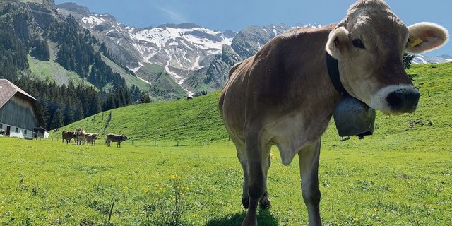 Die ersten Alpweiden sind bereits abgegrast. Die Alpung startete früh, der Wuchs ist gut, auch auf der Alp Witmoos in Sörenberg auf rund 1250 Metern über Meer. 