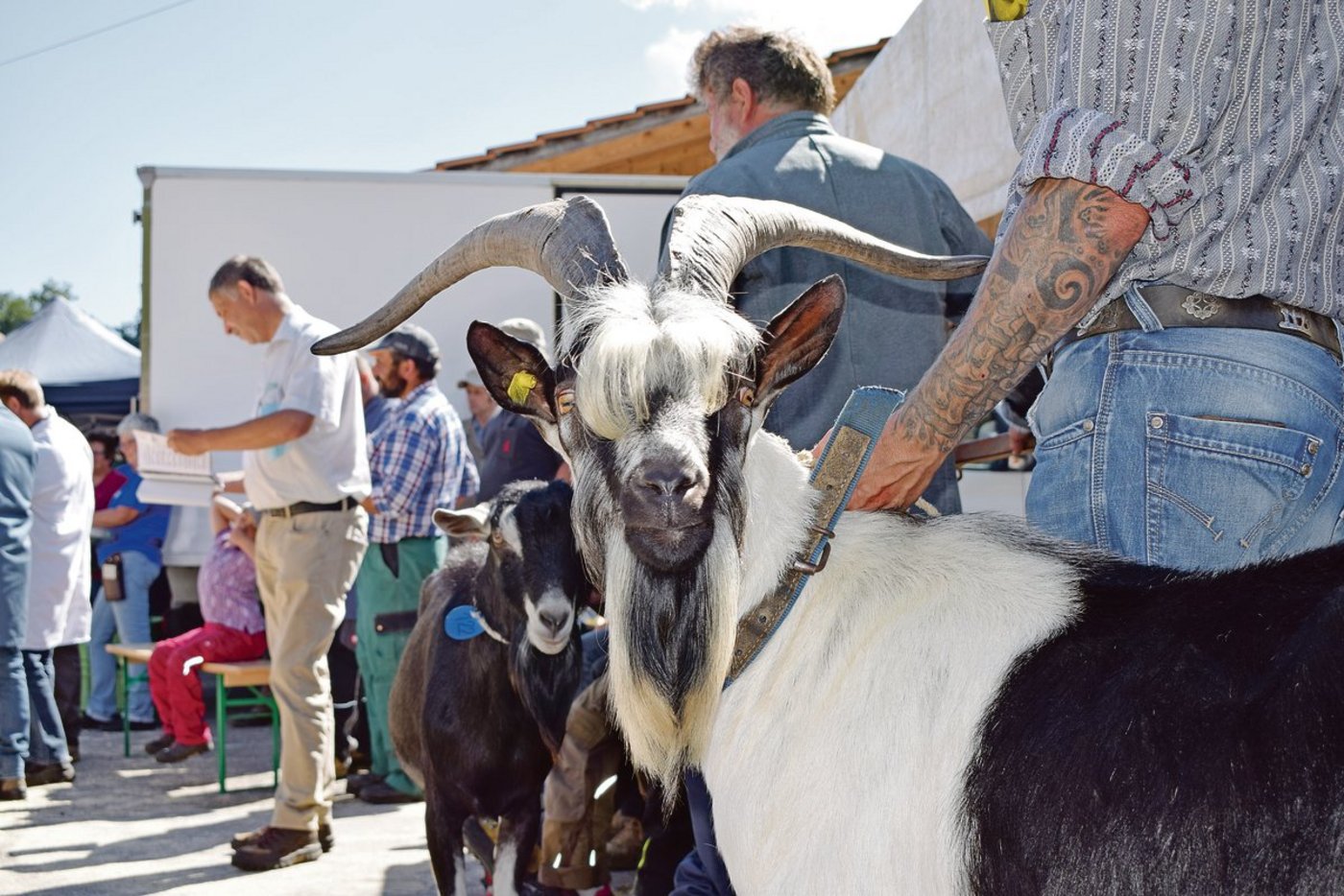 Ein Prachtbock: Der Mister der Pfauenrasse, Xeno von Philipp Wirz aus Burgistein wartet entspannt auf seinen Auftritt. (Bilder BauZ/Daniela Joder)