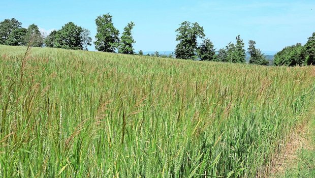 Sieht man wegen der nassen Witterung dieses Jahr öfter als sonst: Unkraut, hier Windhalm, in Biogetreidefeldern.  