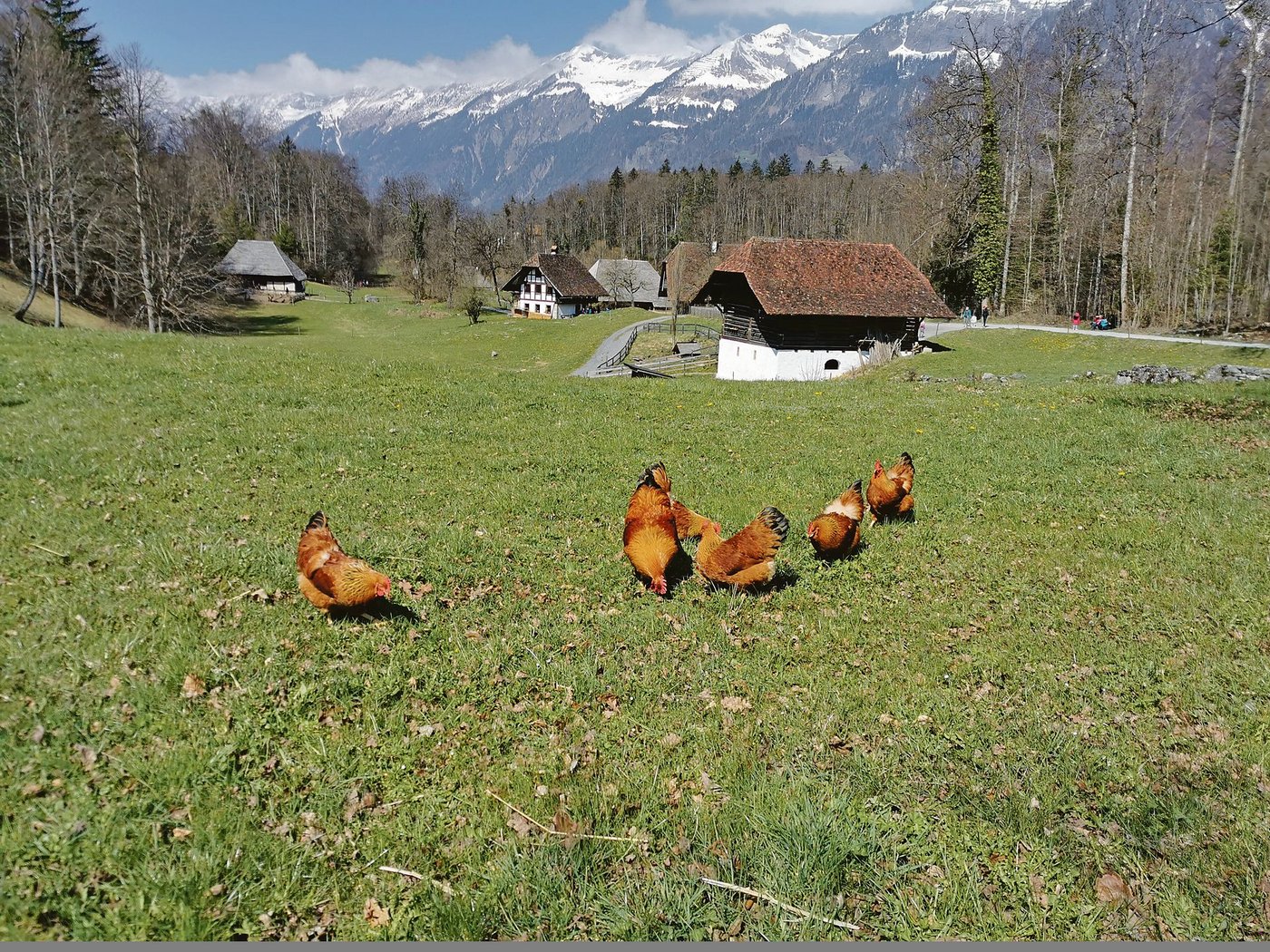 Das Federvieh ist bereits eingezogen. Dazu gehören zwölf verschiedene Hähne mit ihren je sechs Hennen. (Bild sb)