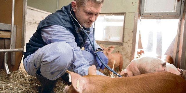 Lehre, Forschung, Praxis: Veterinär Dolf Kümmerlen leitet seit August 2022 die Abteilung Schweinemedizin am Tierspital Uni Zürich.