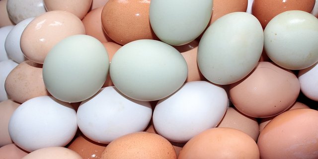 Fipronilfrei: Schweizer Eier. (Bild Pixabay)