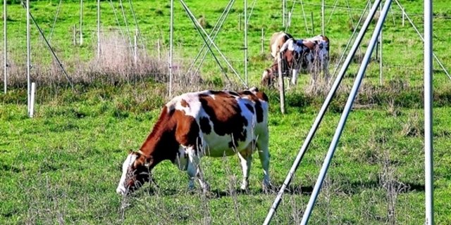 Die Zersiedelungsinitiative verbietet neue Einzonungen, sofern nicht eine andere unversiegelte Fläche von mindestens gleicher Grösse und vergleichbarem potenziellem landwirtschaftlichem Ertragswert ausgezont wird. (Bild SBV) 