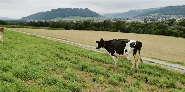 Enya ist in der sechsten Laktation. Sie gehört zu den alten Kühen im Bestand und schöpft ihr Leistungspotenzial voll aus. Solche Kühe soll es künftig mehr geben. (Bild sb)