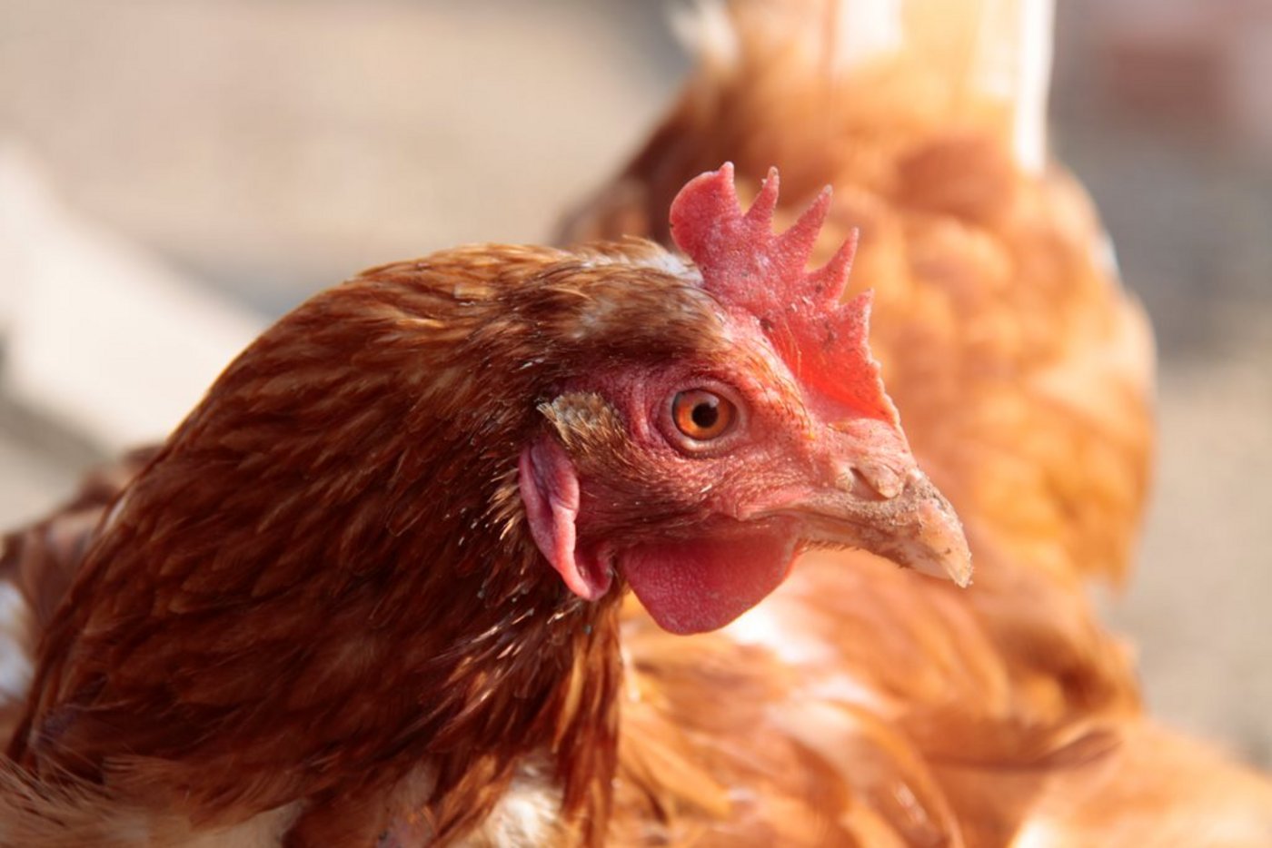 Das Ziel war es, die Hühner bis Ende Januar zu vermitteln. Es gelang nun bereits Mitte Januar 2020. (Bild zVg)