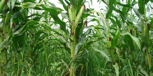 Beim Kloster Fahr in Unterengstringen wird demnächst ein Maislabyrinth eröffnet (Bild BauZ