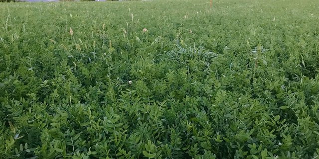 Klimawandel: Die Toleranz gegenüber Trockenheit ist eine Stärke der Esparsette.(Bild Alexandra Stückelberger)