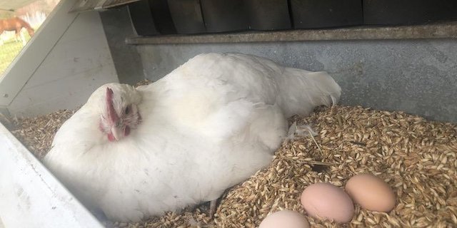 Wegen der frischen Temperaturen ist es noch etwas zu früh für die Naturbrut. Doch einige der Hühner vom Hof Silberdistel spüren bereits den Bruttrieb. (Bilder Esther Thalmann)