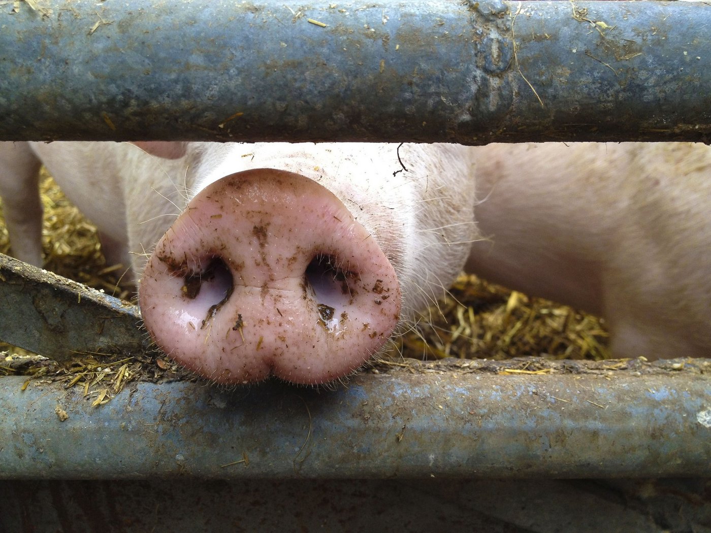 Auf einem Bauernhof im neuenburgischen Val-de-Ruz ist ein Fall einer seltenen Schweinekrankheit diagnostiziert worden. Das mit PRRS infizierte Schwein wurde eingeschläfert. (Bild Fotolia)