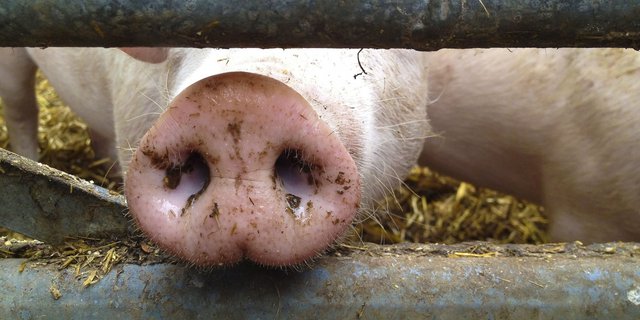 Auf einem Bauernhof im neuenburgischen Val-de-Ruz ist ein Fall einer seltenen Schweinekrankheit diagnostiziert worden. Das mit PRRS infizierte Schwein wurde eingeschläfert. (Bild Fotolia)