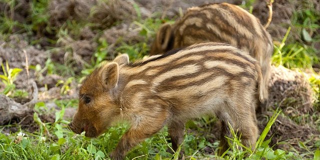 Frischlinge sind schön anzusehen, können aber zum Problem werden. (Bild Pixabay)