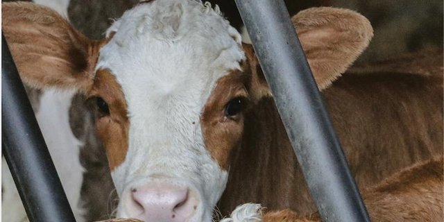 Wo Milch produziert wird, kommen auch Kälber zur Welt. Damit diese auch in Zukunft nicht zum Abfallprodukt werden, muss die Branche besser zusammenarbeiten. (Symbolbild rae)