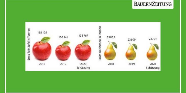  Die Ernte von Tafelobst aus Anlagen wird heuer auf rund 139 000 Tonnen Äpfel und 24 000 Tonnen Birnen geschätzt. Diese Menge ist marktgerecht und wird Absatz finden. (Quelle SOV)