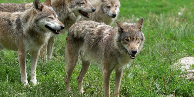 Man sollte zuerst Erfahrungen sammeln mit der neuen Jagdverordnung, bevor erneut am Wolfsschutz geschraubt wird, findet die Gruppe Wolf Schweiz. (Bild Pixabay)