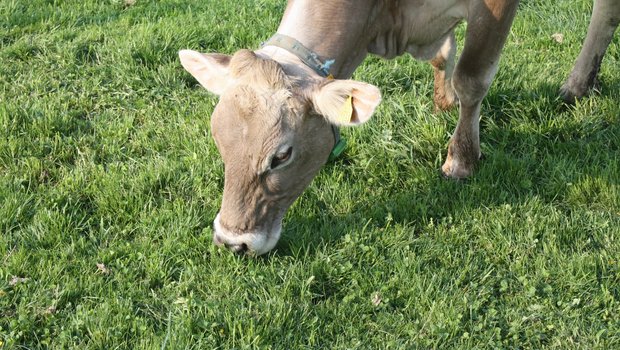 Mit regelmässiger Mähweide werden viele unerwünschte Pflanzen bekämpft. (Willi Gut)