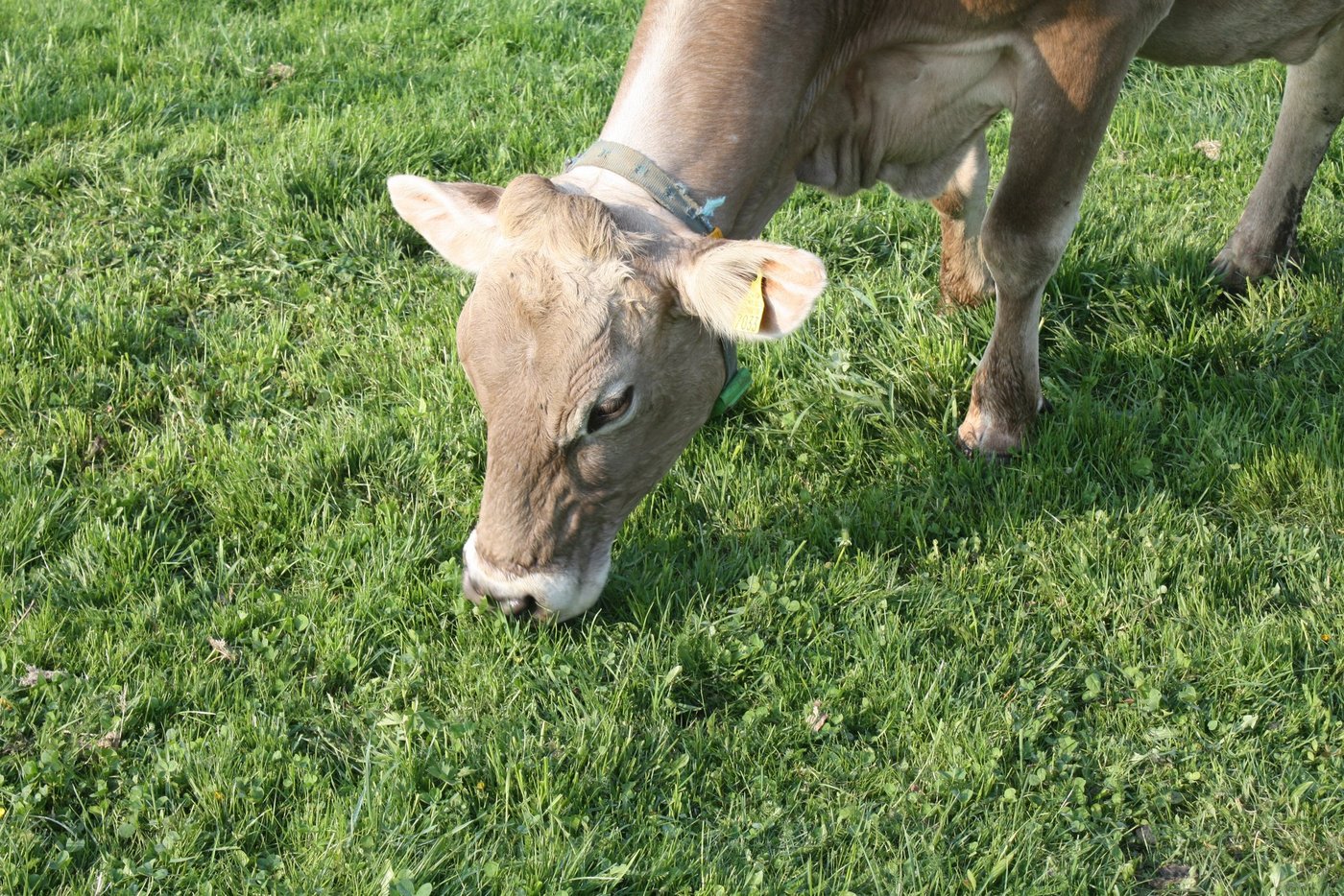Mit regelmässiger Mähweide werden viele unerwünschte Pflanzen bekämpft. (Willi Gut)