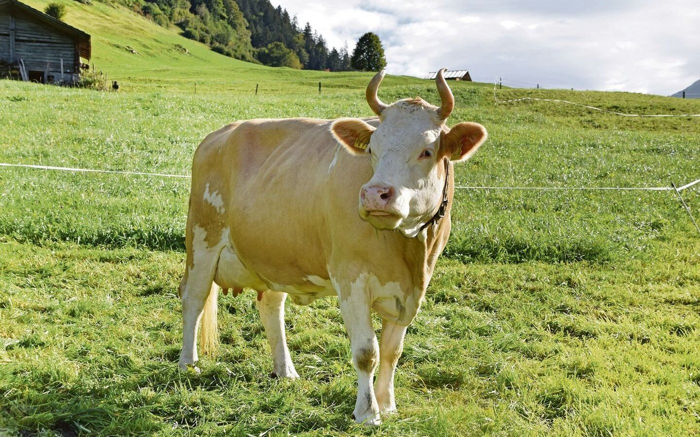 Sie verkörpert das reine Zuchtziel: Habicht Marina (55 55 98/ EX 92) ist frisch in die sechste Laktation gestartet. 