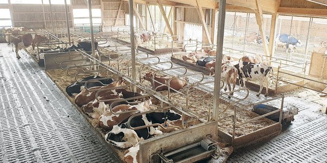 Breite Laufgänge, viel Licht und Luft gibt es im Stall von Hans Müller in Schöftland. 