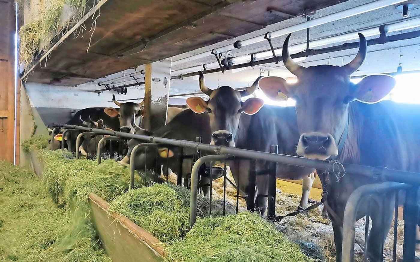 Während 2024 noch kein Impfstoff zur Verfügung stand, können Betriebe ihre Tiere nun impfen. Die hohe Nachfrage führte aktuell jedoch zu einem Engpass.     