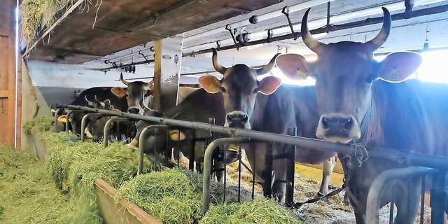 Während 2024 noch kein Impfstoff zur Verfügung stand, können Betriebe ihre Tiere nun impfen. Die hohe Nachfrage führte aktuell jedoch zu einem Engpass.     