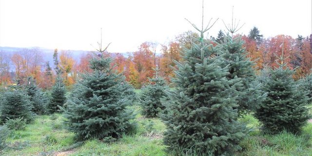 Der Marktanteil der Schweizer Bäume hat in den letzten Jahren etwas zugenommen. (Bild lid)