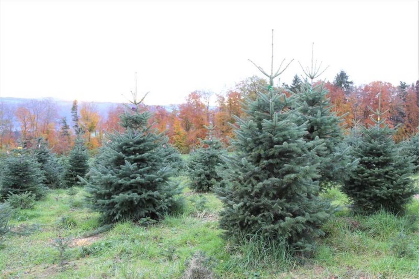Der Marktanteil der Schweizer Bäume hat in den letzten Jahren etwas zugenommen. (Bild lid)