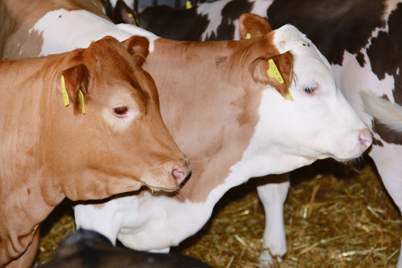 Im Tränkermarkt soll es künftig ein Mit- statt ein Gegeneinander von Geburtsbetrieb, Handel und Mäster geben.(Bild SBV)