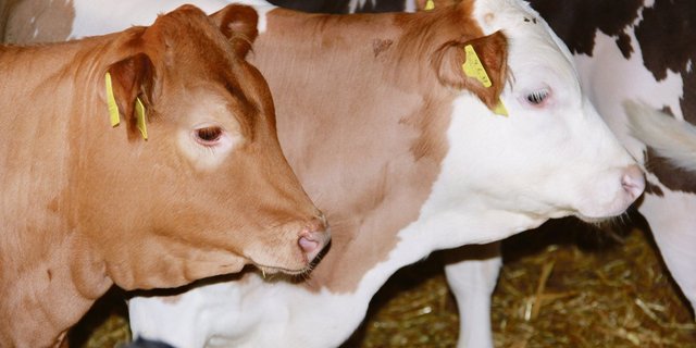 Im Tränkermarkt soll es künftig ein Mit- statt ein Gegeneinander von Geburtsbetrieb, Handel und Mäster geben.(Bild SBV)