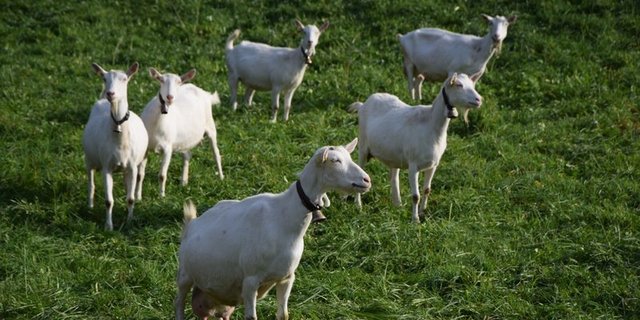 Ziegen können Gefühle über das Meckern zeigen. (Bild BauZ)
