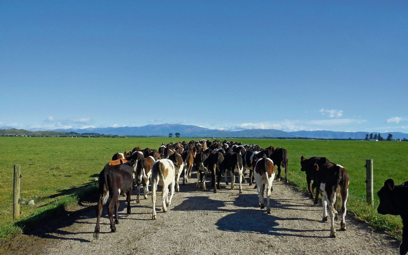Kennt man seine Zuchtwerte, kann bei den Kälbern stärker selektiert und bei den Rindern gezielter angepaart werden – für einen schnellen Zuchtfortschritt. 