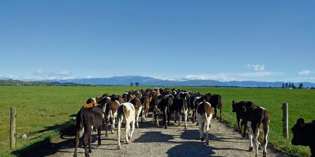 Kennt man seine Zuchtwerte, kann bei den Kälbern stärker selektiert und bei den Rindern gezielter angepaart werden – für einen schnellen Zuchtfortschritt. 