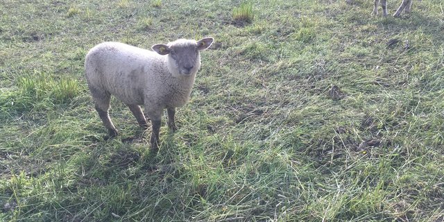Die alternativen Teile verursachen auf den Testbetrieben kaum mehr Entzündungen als Folge der Nachmarkierung. (Bild jsc) 