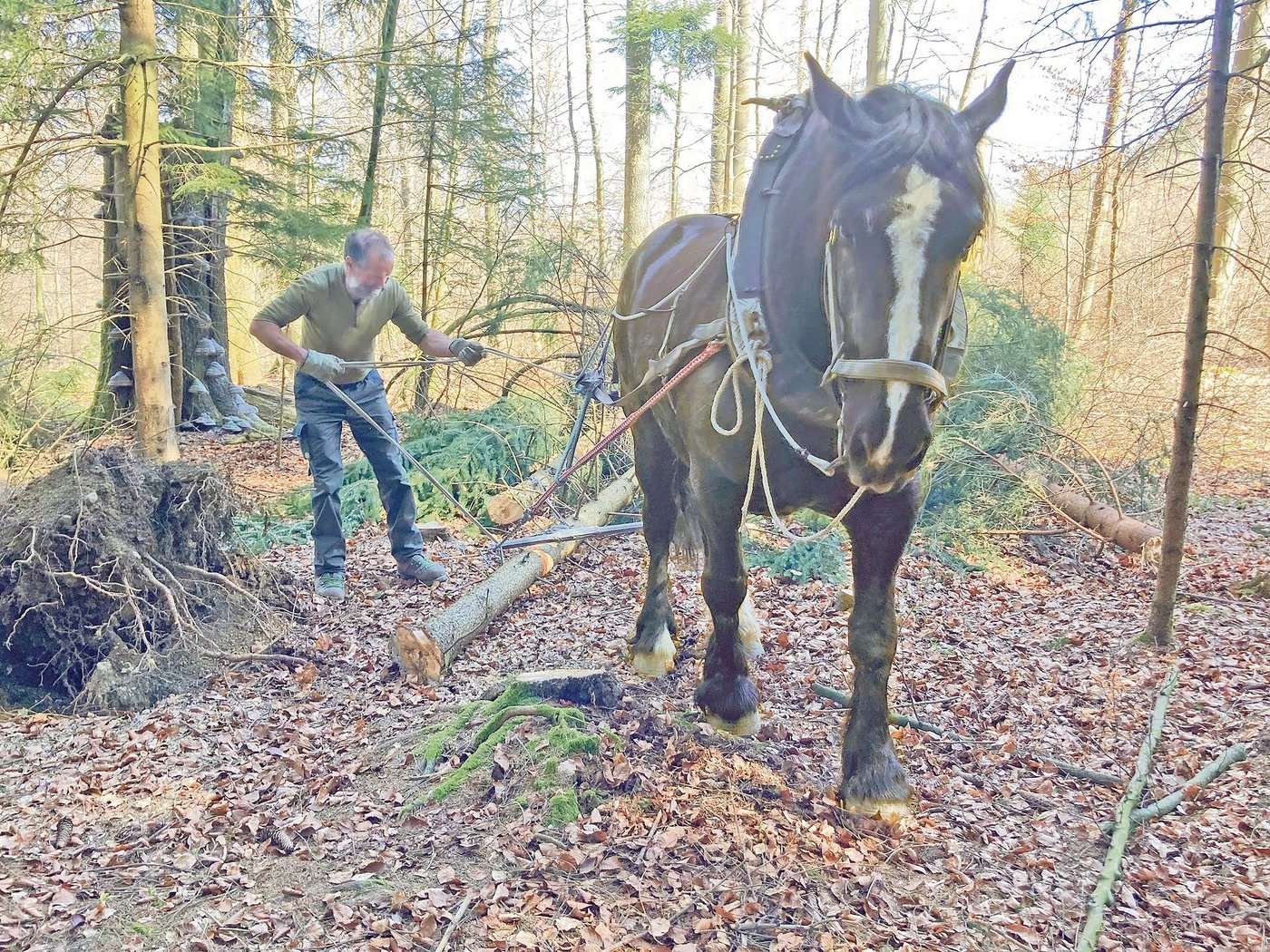 Gian Denoth befestigt einen Stamm am Arbeitsgeschirr, worauf Uranie auf sein Signal hin loszieht. (Bilder Alexandra Stückelberger)