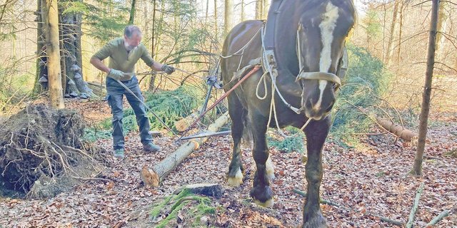 Gian Denoth befestigt einen Stamm am Arbeitsgeschirr, worauf Uranie auf sein Signal hin loszieht. (Bilder Alexandra Stückelberger)