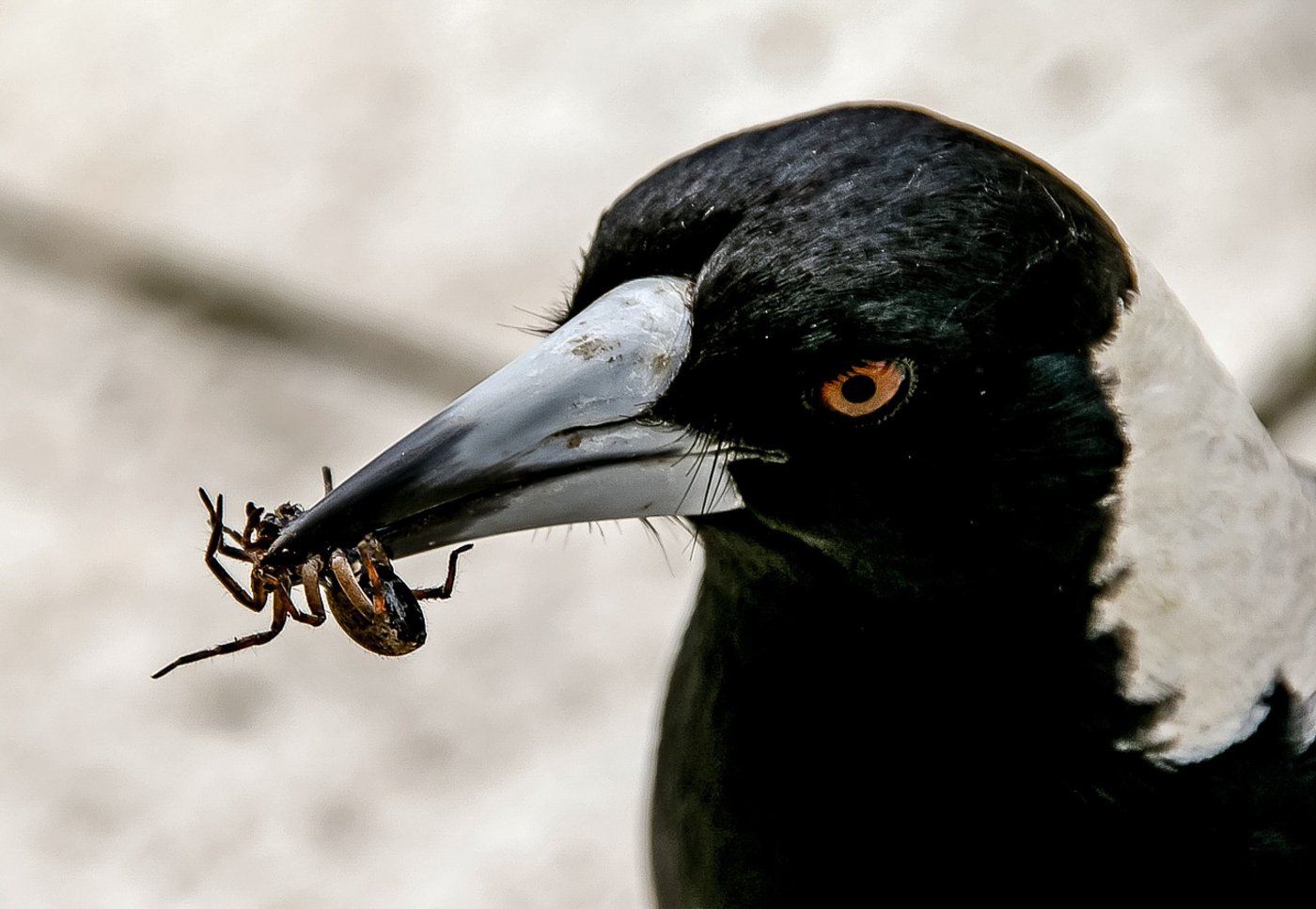 Vögel fressen ähnlich viel Insekten, wie wir Menschen Fleisch verspeisen. (Symbolbild Pixabay)