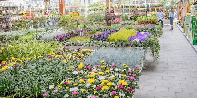 Farbiges und Gemüse für den Garten sind in der Landi jetzt, da diese Produkte wieder vor Ort gekauft werden dürfen, besonders begehrt. (Symbolbild landi)