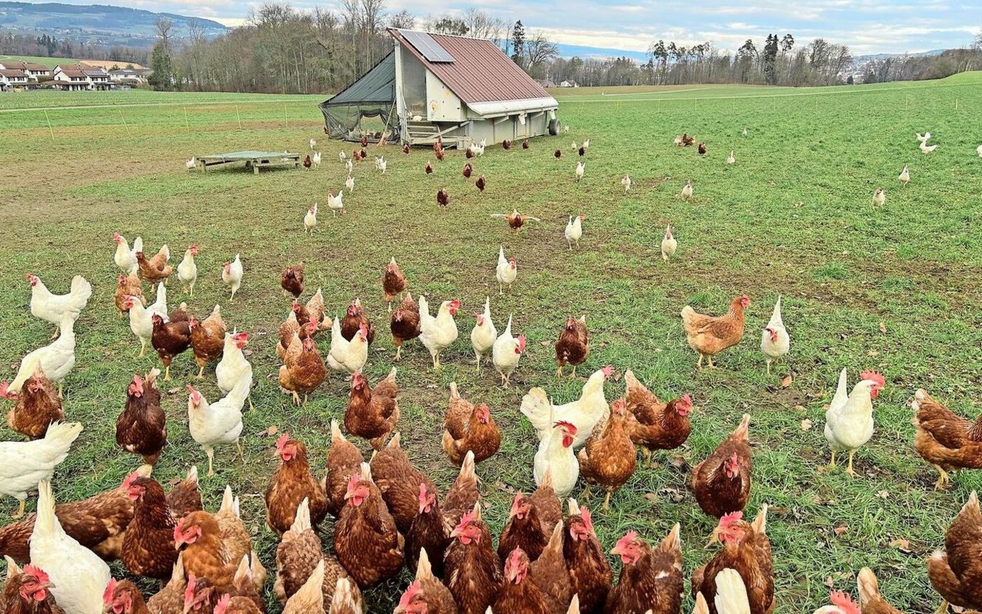 270 braune und weisse Legehennen belegen den Mobilstall und versorgen die Familie und den Hofladen mit Eiern.