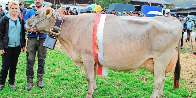 Anibal Alessia in fünfter Laktation von Matthias Annen, Goldau, wurde in Oberarth zur neuen Miss BS gekürt.