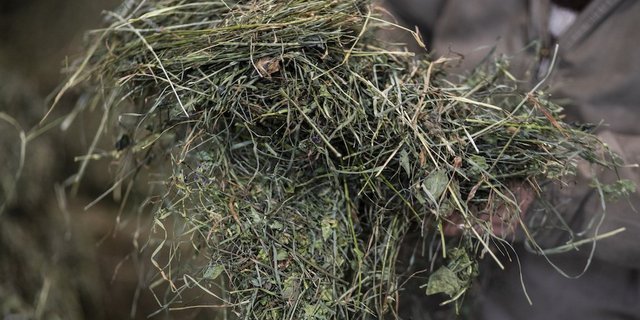 Dank intelligenter Heutrocknung ist das Heu schmackhaft. Bild: Pia Neuenschwander