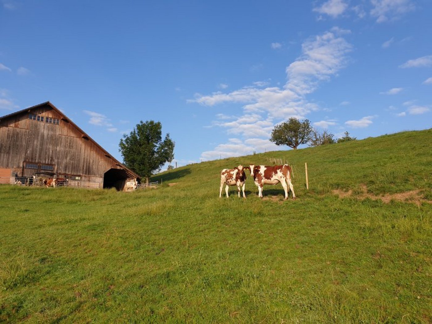 Labelprodukte  wie IP-Suisse, Bio-Suisse, Weidebeef, Kag-Freiland sollen aus Sicht der Agrarallianz gefördert, der totale Konsum an Fleisch, Milch und Eiern aber gesenkt werden. (Symbolbild BauZ)