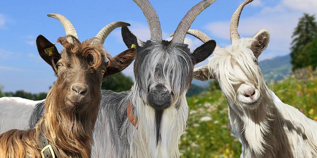 Die Kupferhalsziege, Grüenochte Geiss und Capra Sempione sind eng mit der ebenfalls im Wallis beheimateten Schwarzhalsziege verwandt. (Bild Pro Specie Rara)