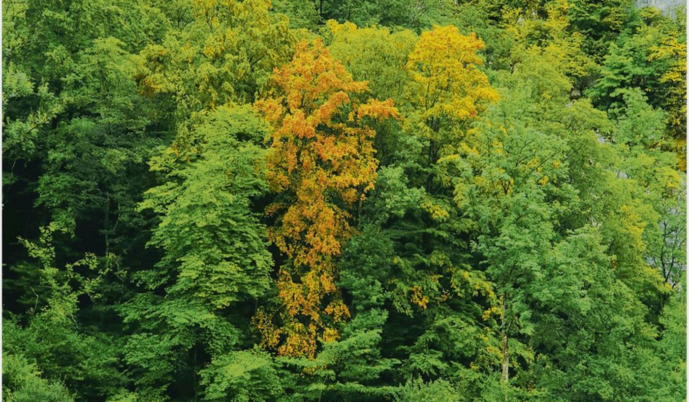 Buchen wechseln ihre Farbe, als ob der Herbst begonnen hätte. Die Auswirkungen der Trockenheit treten bei Bäumen verzögert auf. Nicht alle Bäume werden überleben. (Bild zVg)