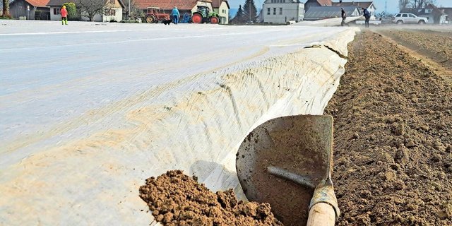Frühkartoffeln sind bereits z. T. unter Vlies. Früh gesetzte Knollen profitieren besonders vom Vorkeimen.