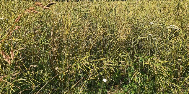 Die Produzenten bringen die letzten Posten in die Sammelstellen. Die Erträge variieren von 30 kg/Are bis 50 kg/Are. (Bild sjh)