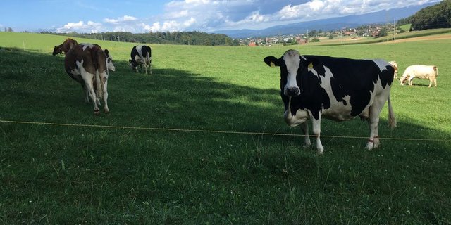 Die hohen Margen auf Bio- und Label-Milchprodukte liessen sich nicht vollständig durch höhere Kosten erklären, so der STS. (Begrenzt) höhere Margen für Händler und Verarbeiter seien so lange in Ordnung, wie auch kräftig in das Mengenwachstum des Sortiments investiert werde. (Bild jsc) 