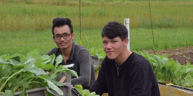 Bislang gab es im Aargau nur zwei junge Männer, die sich für die Integrationsvorlehre im Berufsfeld Landwirtschaft entschieden haben. Im ersten Jahrgang hätte es 20 potenzielle Lehrmeister(innen) gegeben. (Bild Bauernverband Aargau)